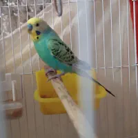 فروش دو عدد مرغ عشق