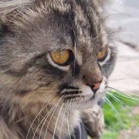 گربه نر برای جفتگیری