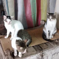 گربه های اهلی خانگی شده|گربه|رشت, نیروی دریایی|دیوار