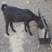 یک بز هلندی آبستن