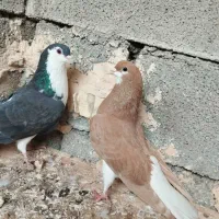 نرماده رنگی