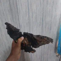 چوب اکواریم و سنگ و لجن خوار