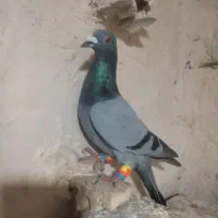 6عدد کفتر بوم پرشی