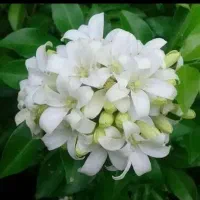 زمین کشاورزی- دینور- روستای گیلانه