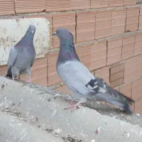 کبوتر|پرنده|پارسآباد, |دیوار