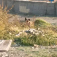 سگ ننه بابا دار خوب|سگ|تهران, سوهانک|دیوار