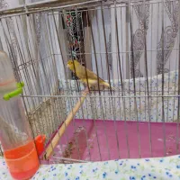 قناری نرجوان|پرنده|نهاوند, |دیوار