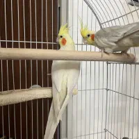 عروس هلندی جفت لوتینو