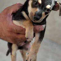 سگ دوبرمن مینیاتوری پینچر