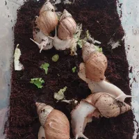 ۵ عدد حلزون تخم گذار