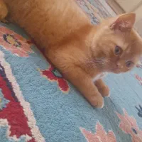 توله گربه