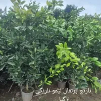 تولیدمرکبات جنوب نهال زغال اخته درخت یاس هلندی|خدمات باغبانی و درختکاری|قم, تعویض پلاک|دیوار