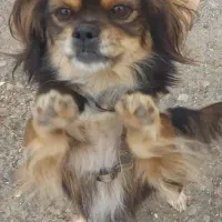 واگذاری پیکینیز امپریال|سگ|رشت, رشتیان|دیوار