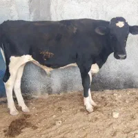 گوساله نر