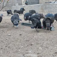 بوقلمون|حیوانات مزرعه|چغادک, |دیوار