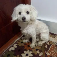 سگ پاه کوتاه