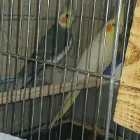 جفت عروس هلندی جفت بالغ