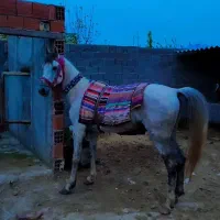 اسب|اسب و تجهیزات اسبسواری|گرگان, |دیوار