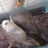 عروس هلندی وعشق باقفس