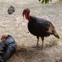 گوشت، بوقلمون، اردک، خروس زنده