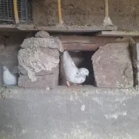 فروش سبز پولکی و زاغ و سبز و کله برنجی|پرنده|تربت‌حیدریه, رضاشهر|دیوار