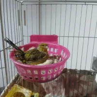 ماده قناری مست مست