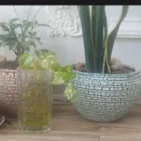 تعدادی گلدان