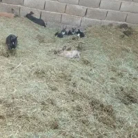 خر گوش ریشی نر وماده|موش و خرگوش|نرماشیر, |دیوار