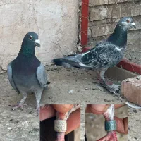 کبوتر پلاکی|پرنده|یزد, |دیوار