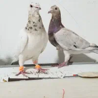 کبوتر سار سرور لکه دار خوش نقش