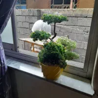 گل مصنوعی|گل مصنوعی|لاهیجان, طالقانی|دیوار