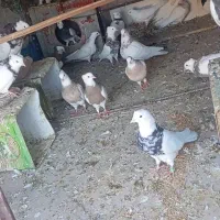 کبوتر|پرنده|نرماشیر, |دیوار