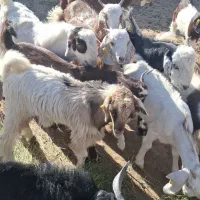 قیمت نقد|حیوانات مزرعه|آسمینون, |دیوار