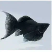 ماهی مولی انواع نژاد دم عقربی باله بادبانی خال دار|ماهی|مشهد, شفا|دیوار