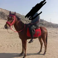 اسب|اسب و تجهیزات اسب‌سواری|بندرعباس, |دیوار