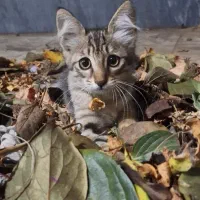بچه گربه ۴ ماه ،ماده