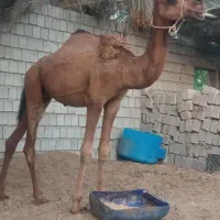 شتر نر|حیوانات مزرعه|قشم, |دیوار