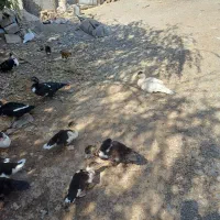 اردک اسرائیلی|حیوانات مزرعه|تربت‌حیدریه, باغ سلطانی|دیوار