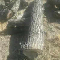 خرید و برش درخت سرزمین