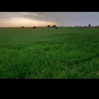 اجاره 10هکتار زمین آبی مرغوب درپتک دیناروند
