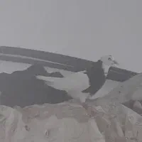 جوجه  طوقی|پرنده|مشهد, کلاته برفی|دیوار