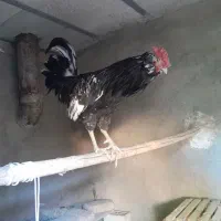 مرغ و خروس گلین فول کیفیت