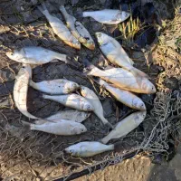 فروش بچه ماهی گرم آبی