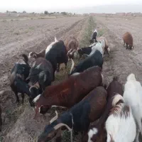 سلام چند عدد بزجوان وشیرا تا ۲۰روز دیگه میزان
