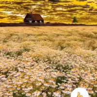 نگهداری گل و گیاه باغچه