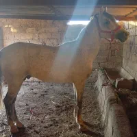 اسب نریون|اسب و تجهیزات اسبسواری|پارسآباد, |دیوار