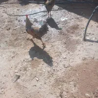 ۲عدد خروس یک عددمرغ