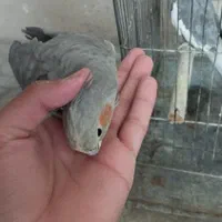 پرنده|پرنده|بروجن, |دیوار