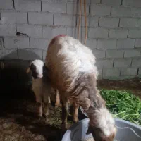 گوسفند با بره|حیوانات مزرعه|حمیدیه, |دیوار