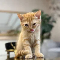 واگذاری بریتیش شورت هیر|گربه|گنبد کاووس, |دیوار